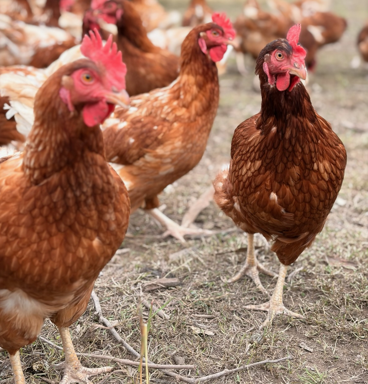 Inquisitive Chooks